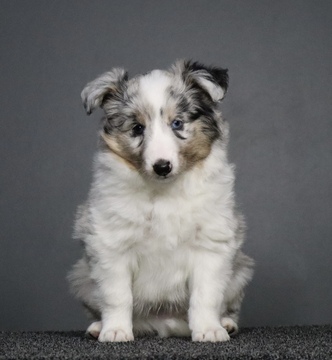 PENTUJEN TUNNIT ja KURSSIT